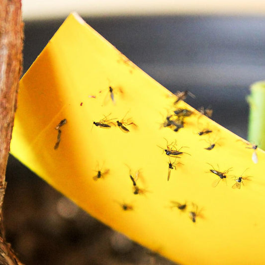 Everything You Need to Know About Houseplant Pests - Gold Leaf Botanicals
