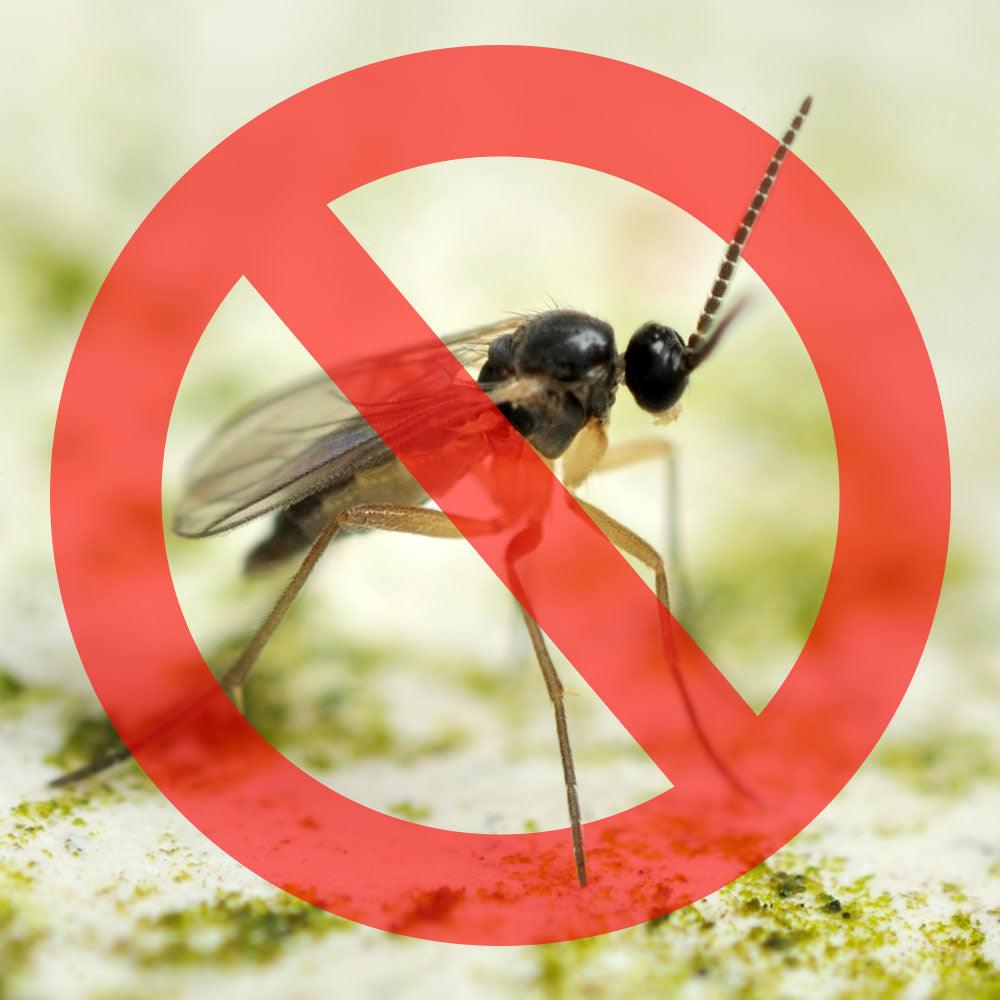 How to Get Rid of Fungus Gnats on House Plants - Gold Leaf Botanicals