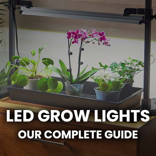 The Best LED Lights for Indoor Plants: A Comprehensive Guide