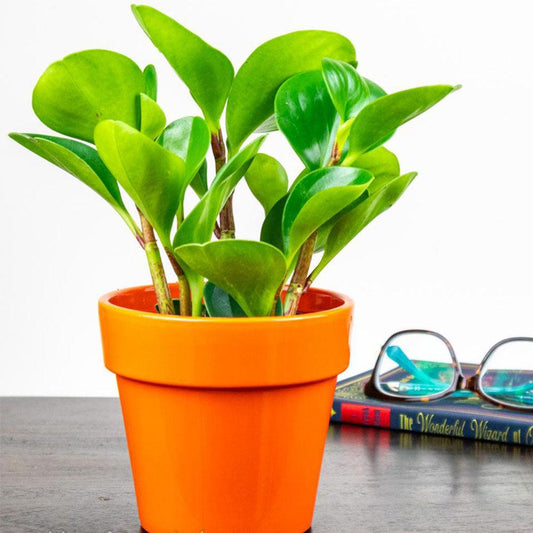 3 Best Houseplants for Beginners 2022 - Gold Leaf Botanicals