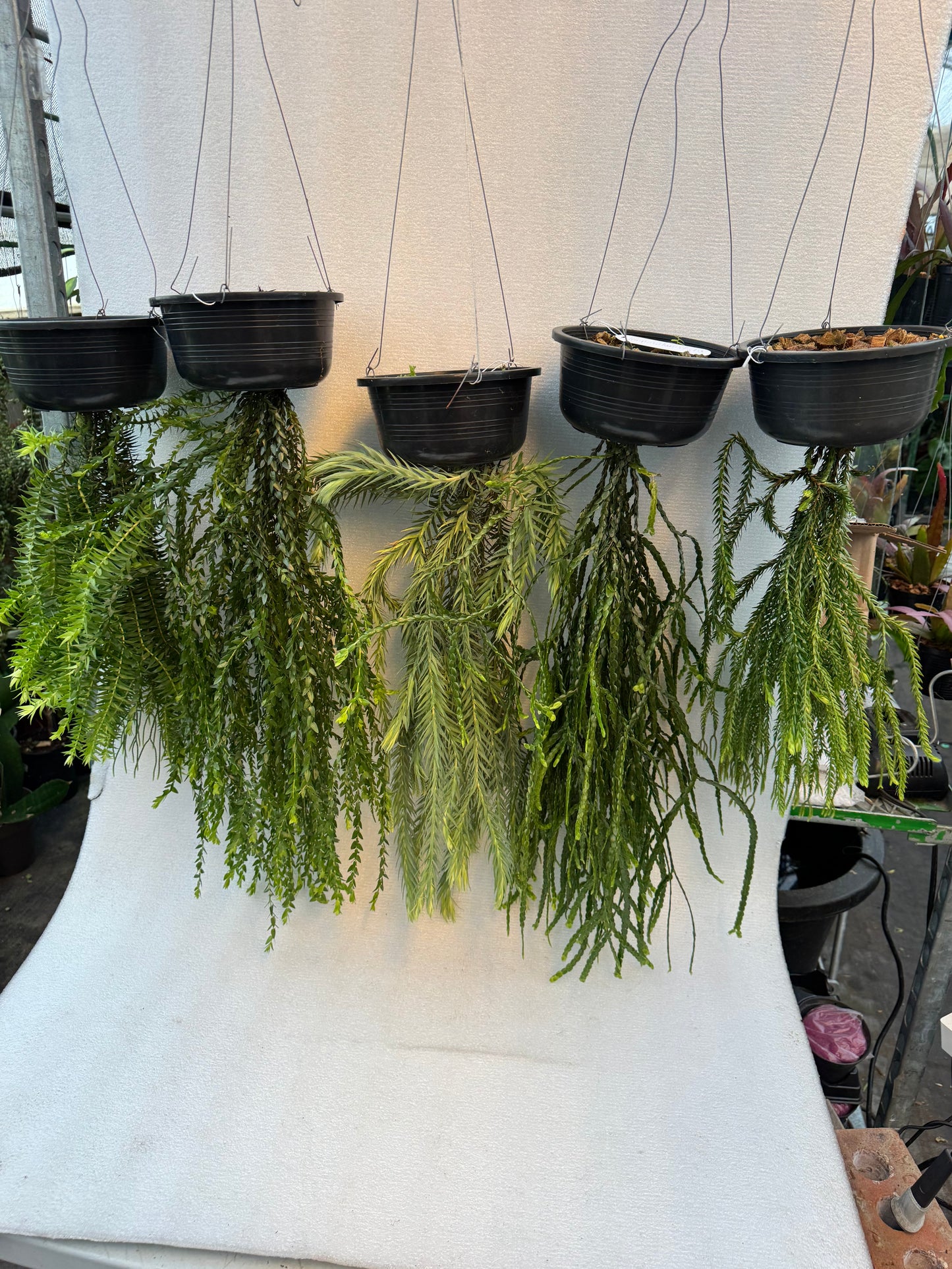 Huperzia Goebelii (Pre-Order)