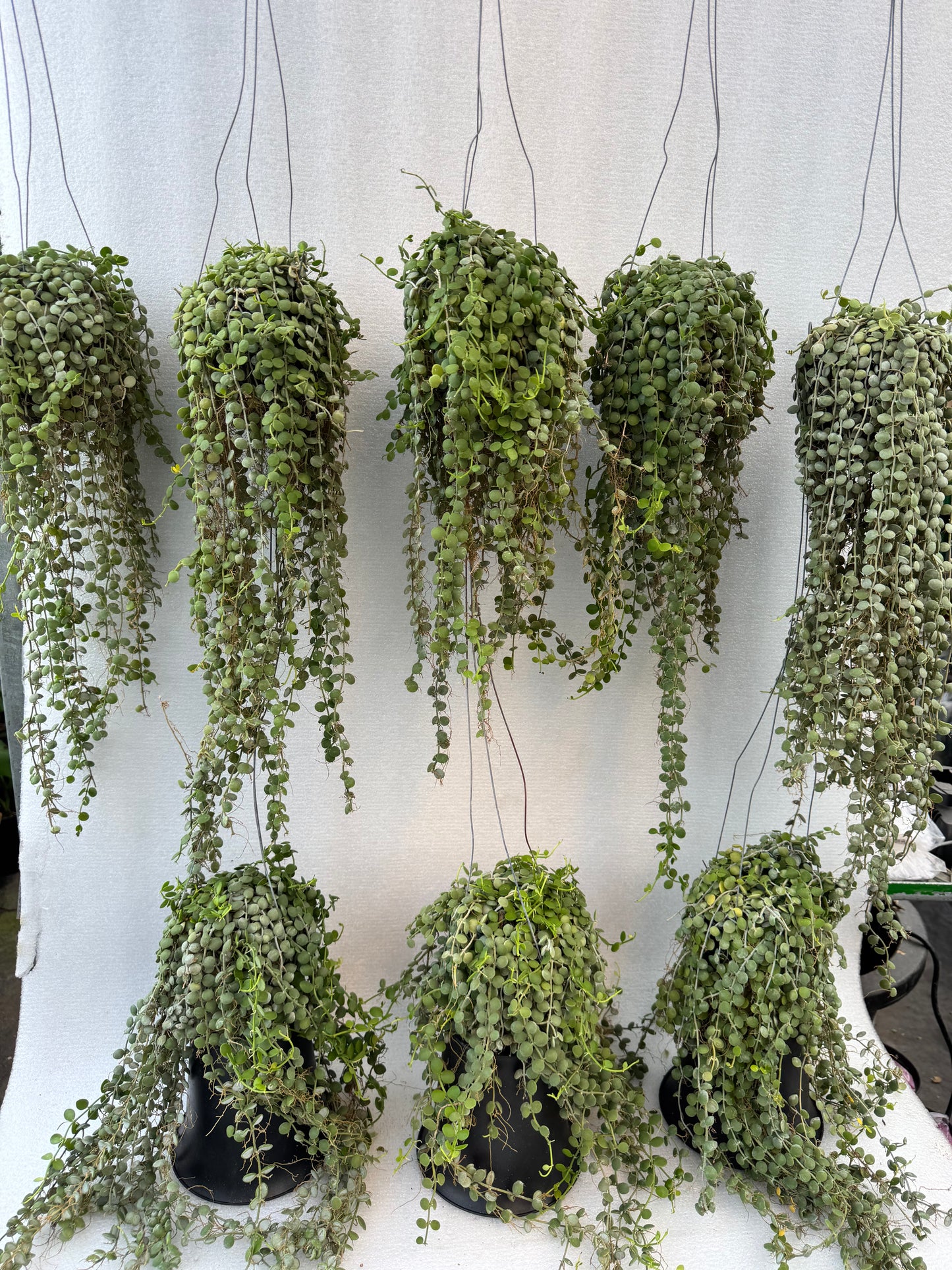 Dischidia Nummularia Variegata (Variegated String of Nickels) (Pre-Order)