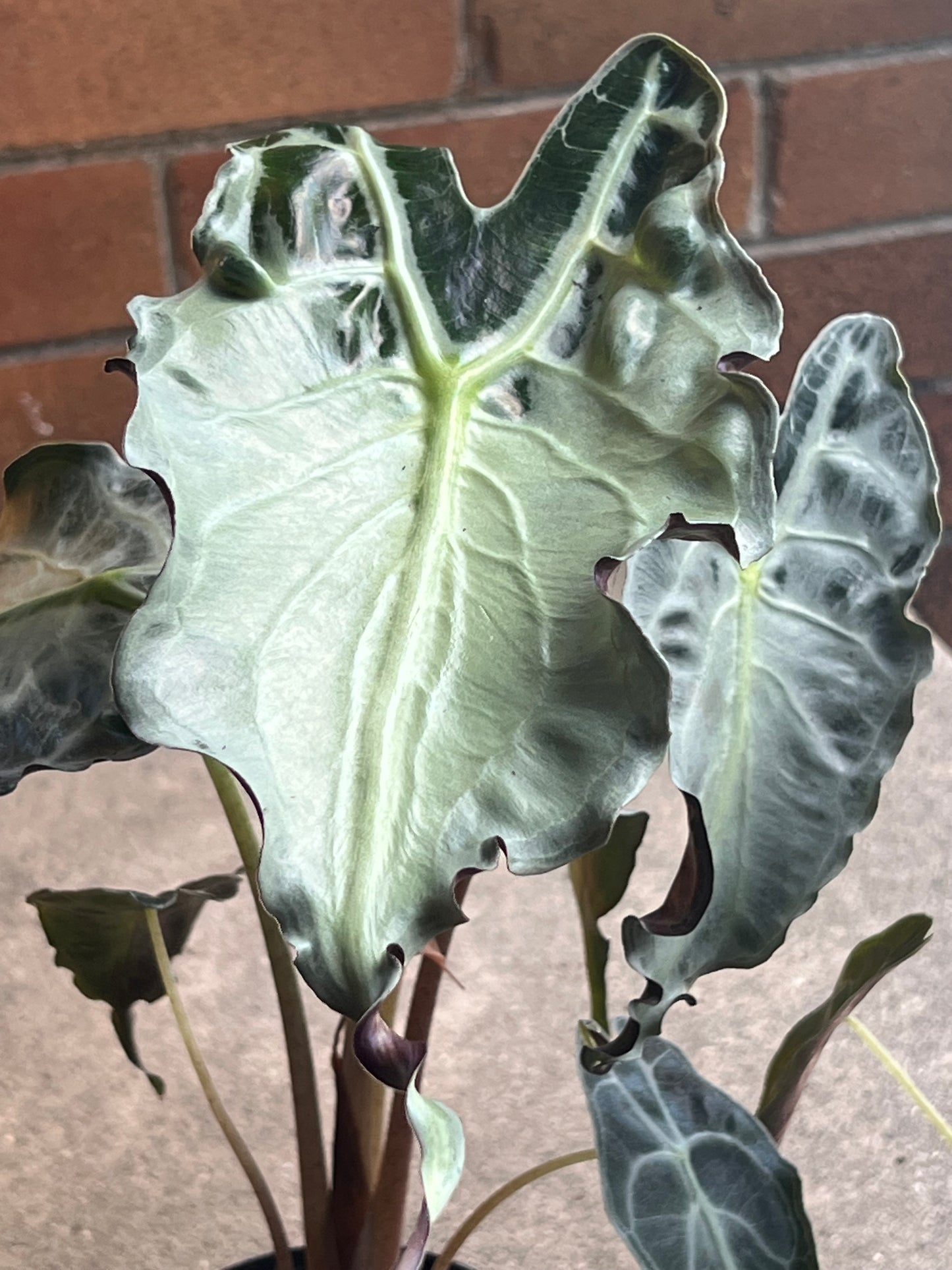 Alocasia Venom