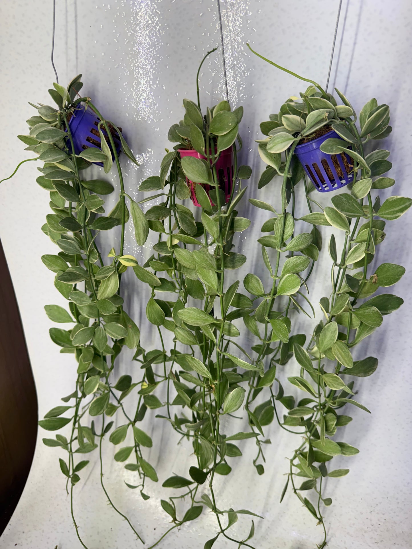 Dischidia Oiantha Variegatta (Pre-Order)