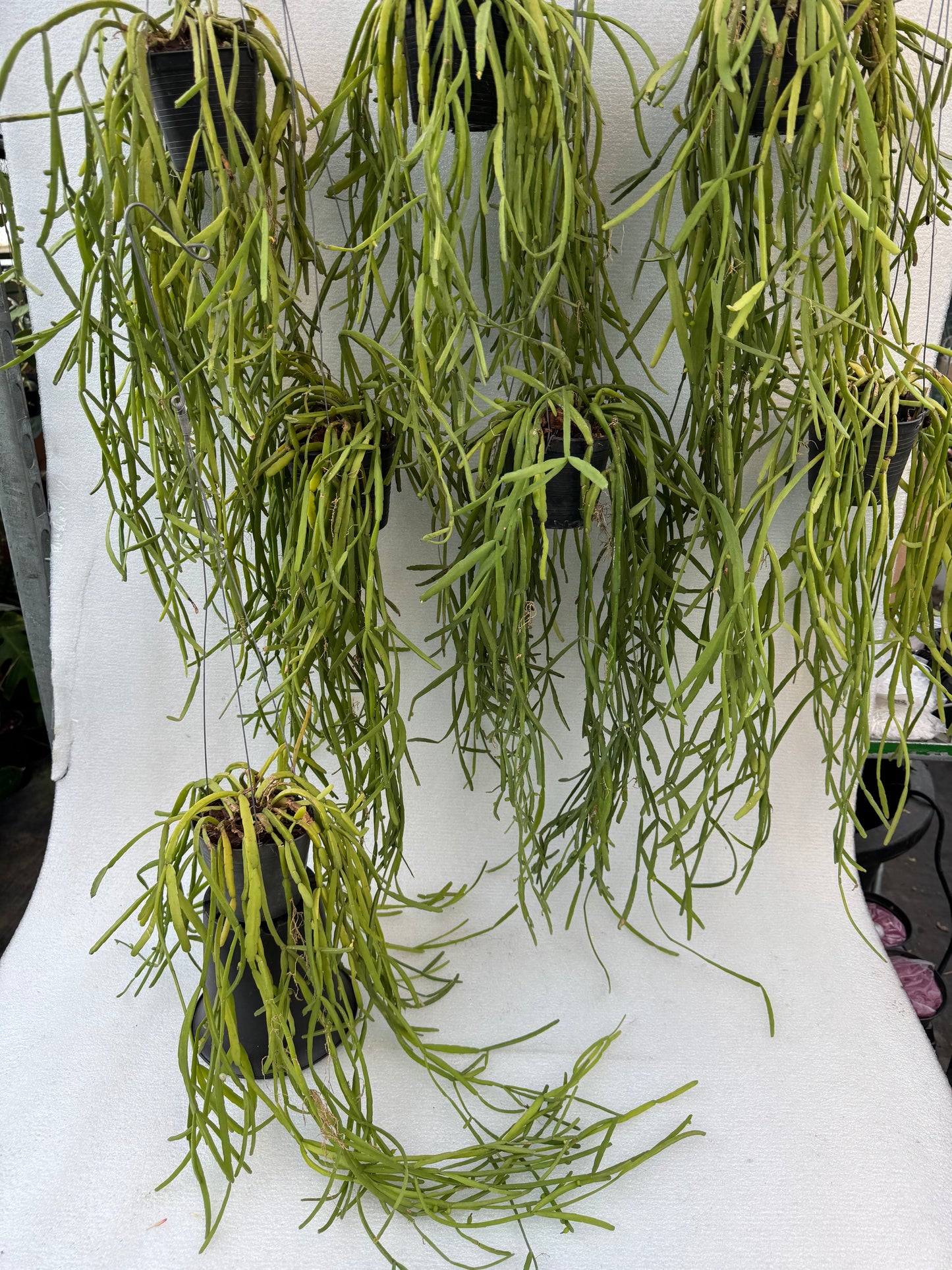 Rhipsalis Micrantha (Pre-Order)