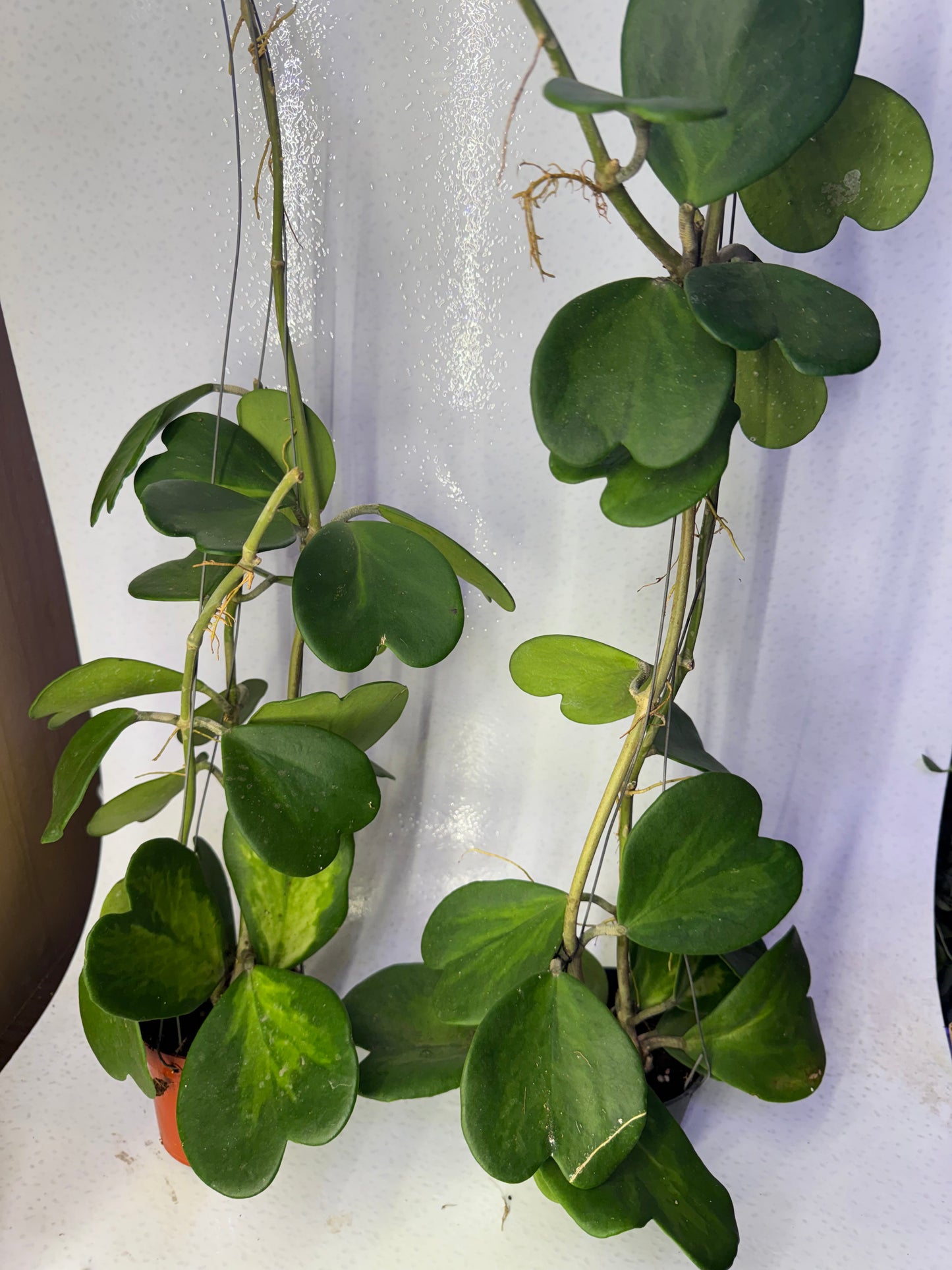 Hoya Kerrii Reverse Variegata (Pre-Order)