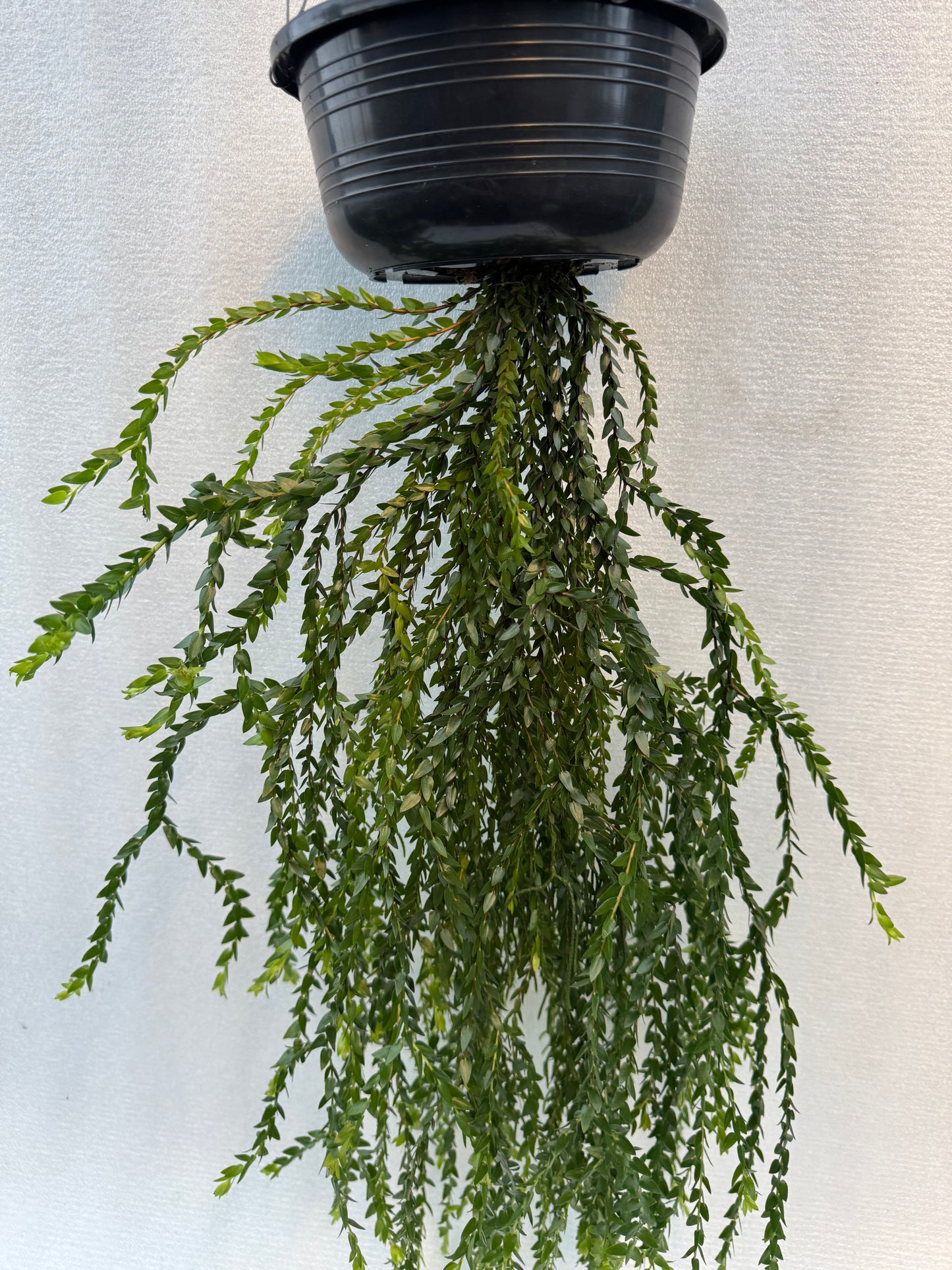 Huperzia Plegmaria Hybrid (Pre-Order)