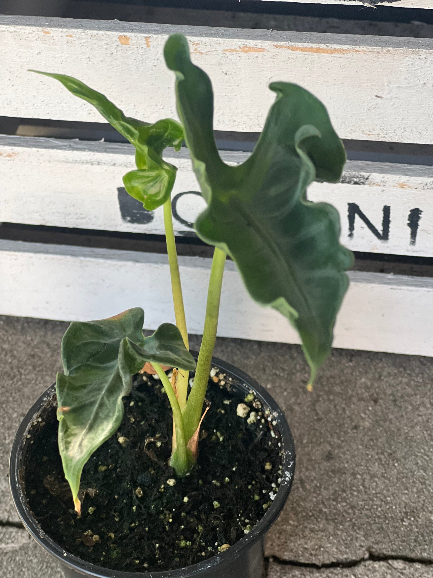 Alocasia Teletubbie