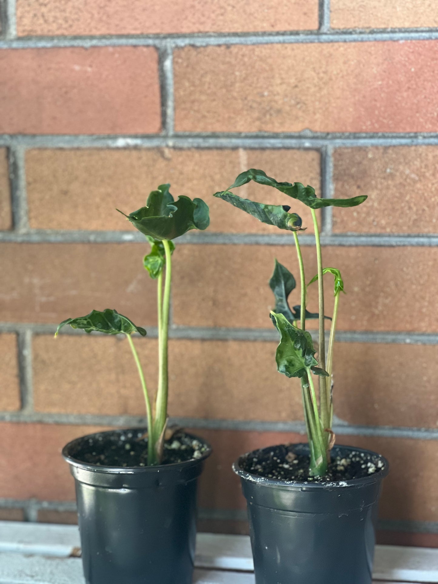 Alocasia Teletubbie