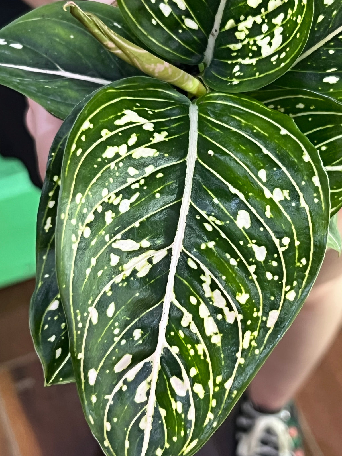 Aglaonema White Stripes