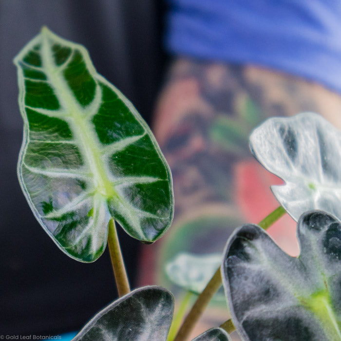 Alocasia Bambino Green Leaf CLose UP