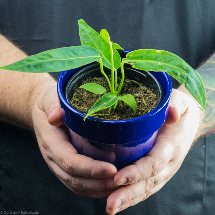 anthurium warocqueanum care Anthurium Warocqueanum Care
