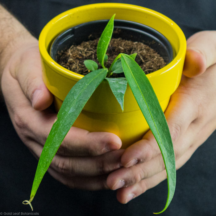 anthurium wendlingeri care Anthurium Wendlingeri Care
