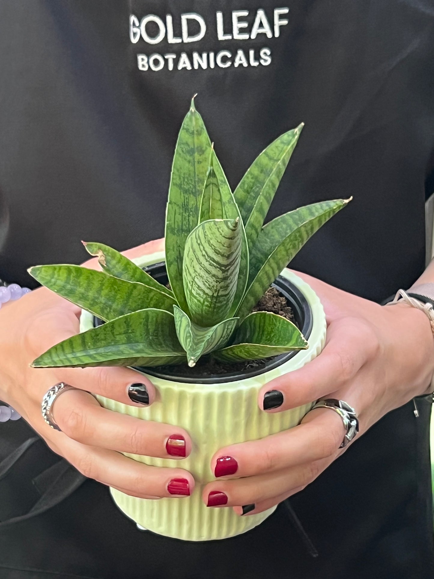 Sansevieria Indo Hybrid