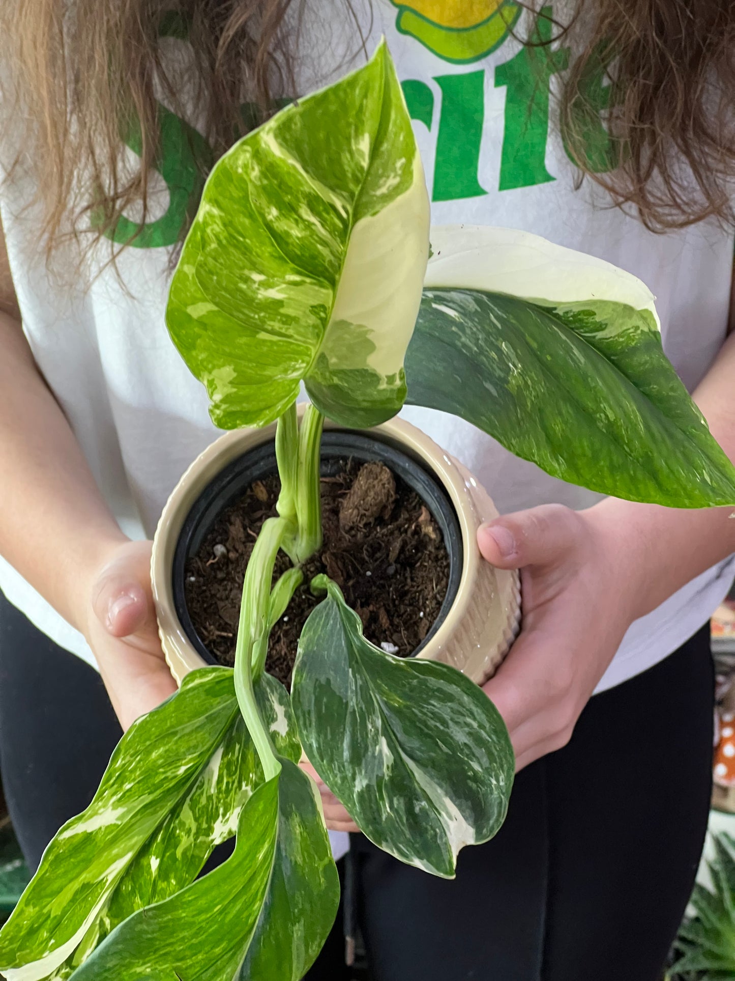 Monstera Lechleriana Variegated