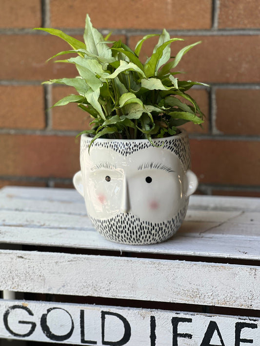 Syngonium Silver Fox