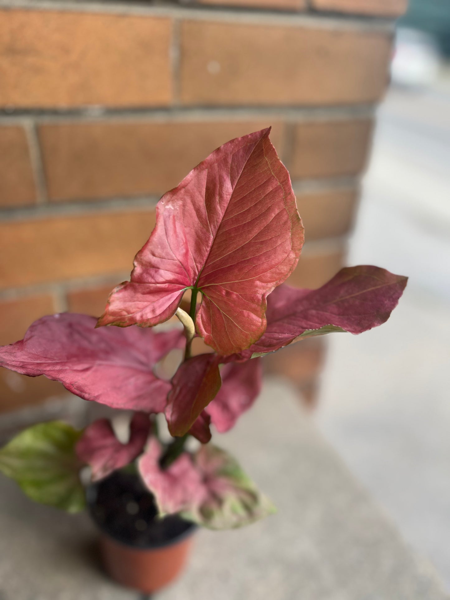 Syngonium Red