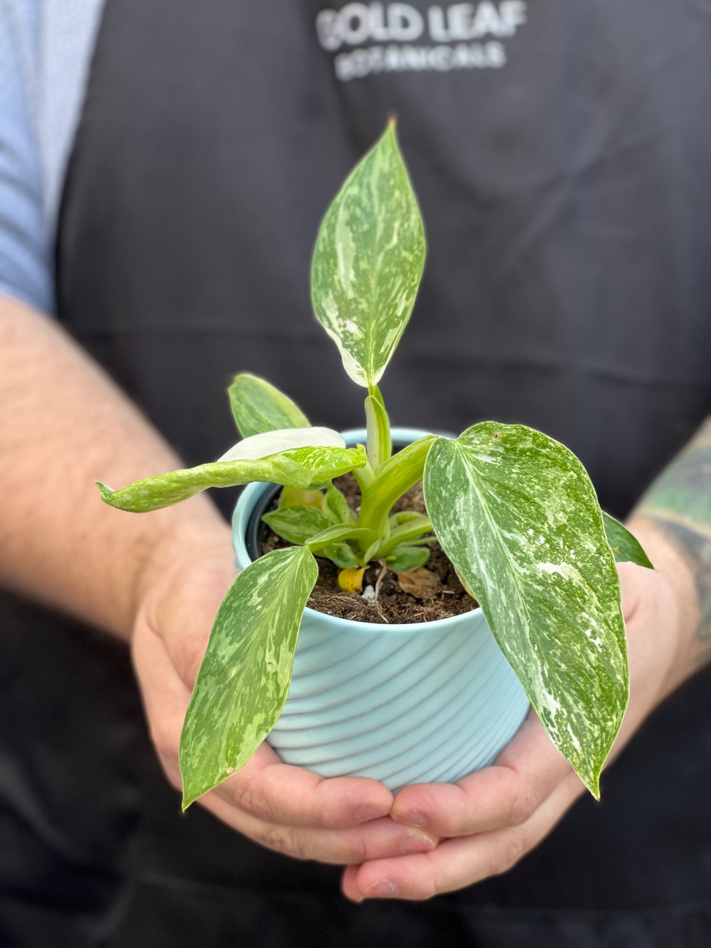Philodendron Jose Buono
