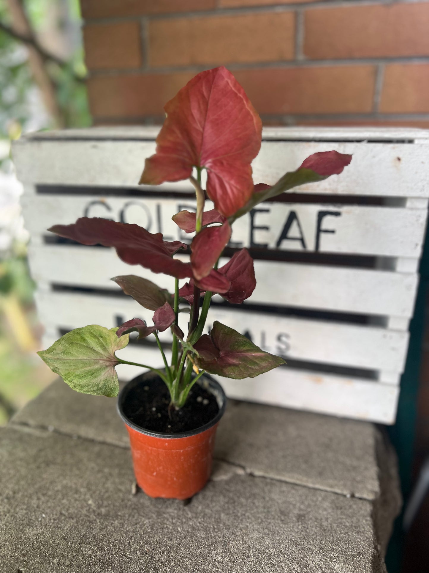 Syngonium Red