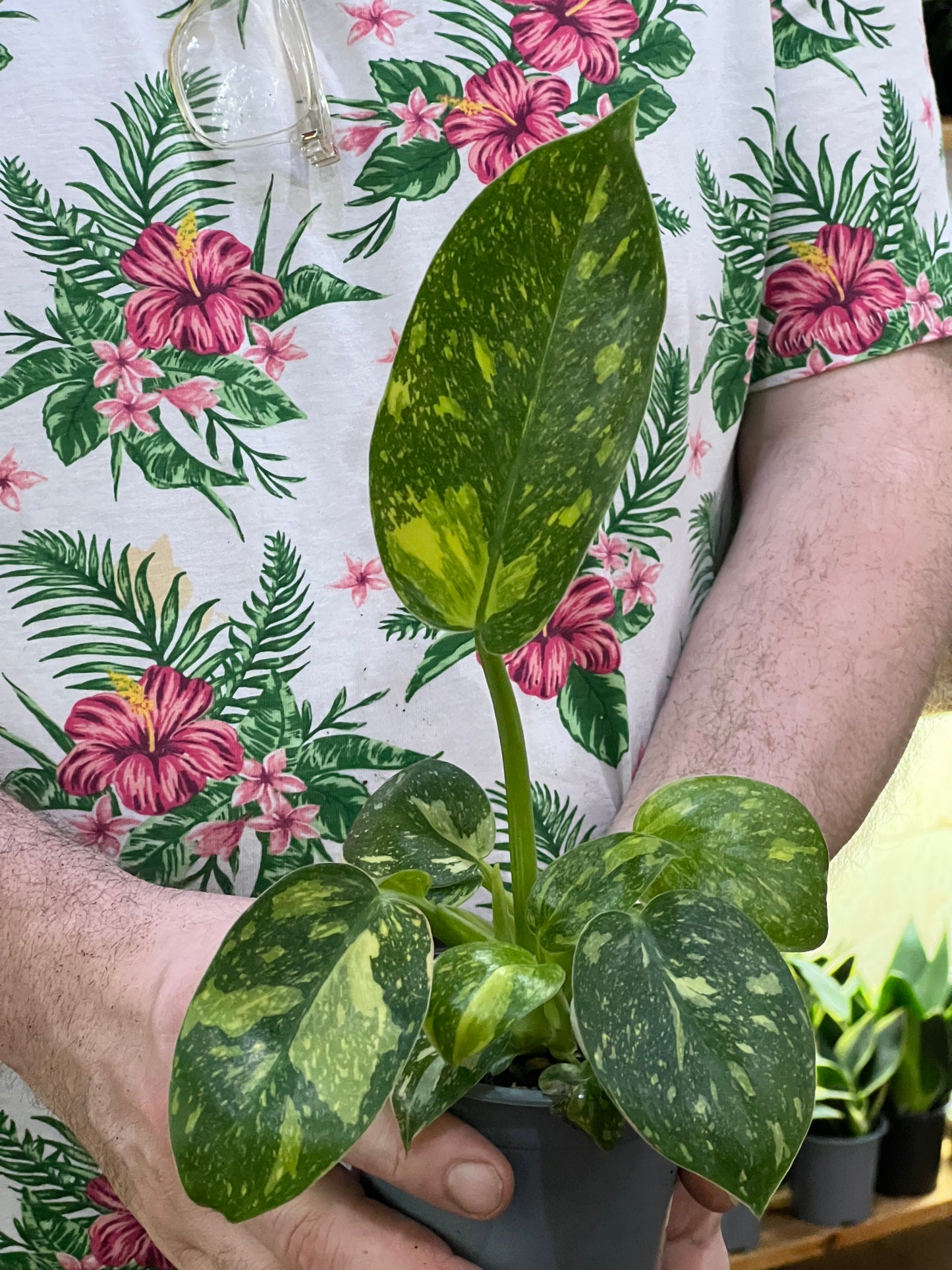 Philodendron Congo Nuclear