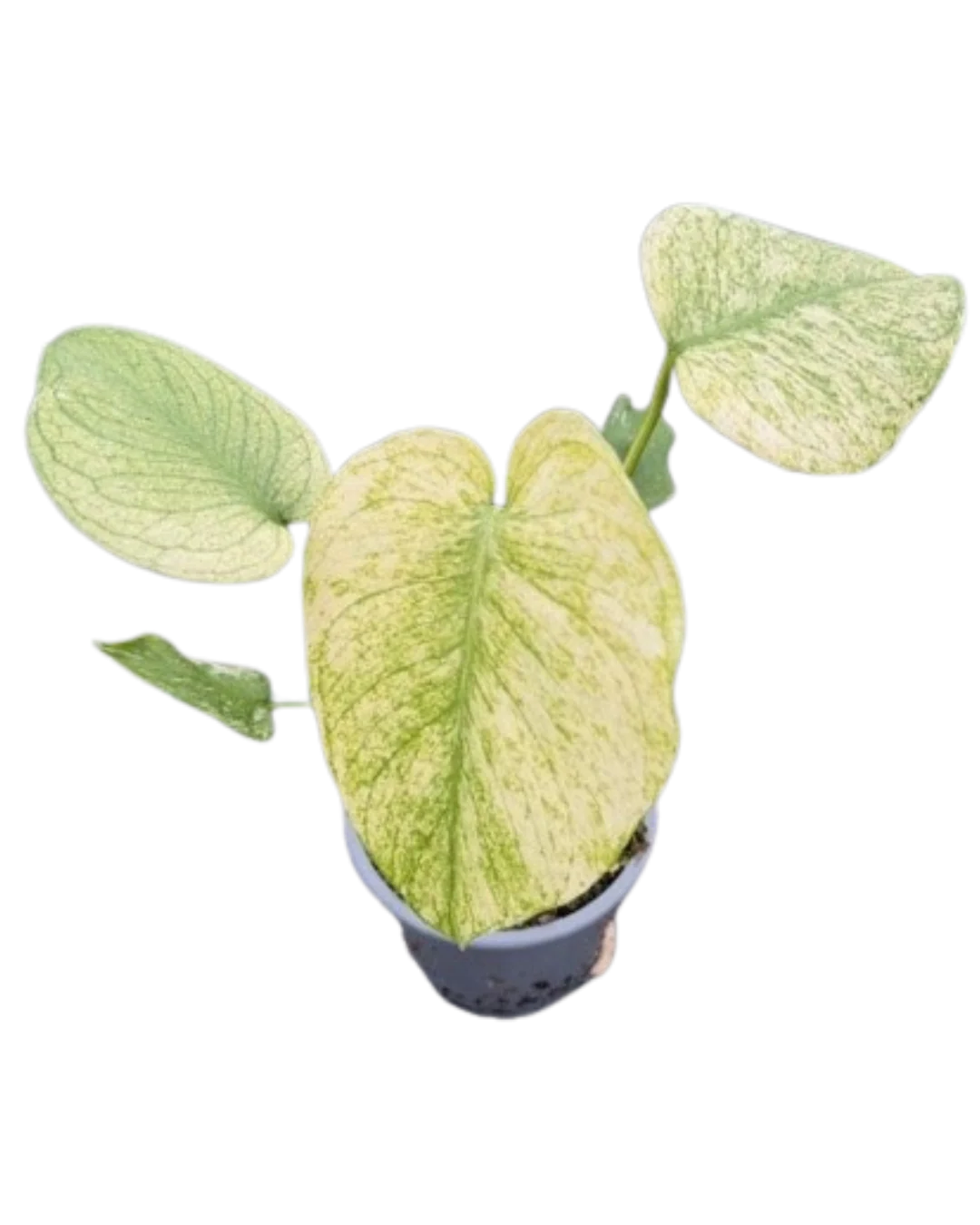 Monstera Deliciosa Care Guide: Sunlight, Watering, Soil, and More