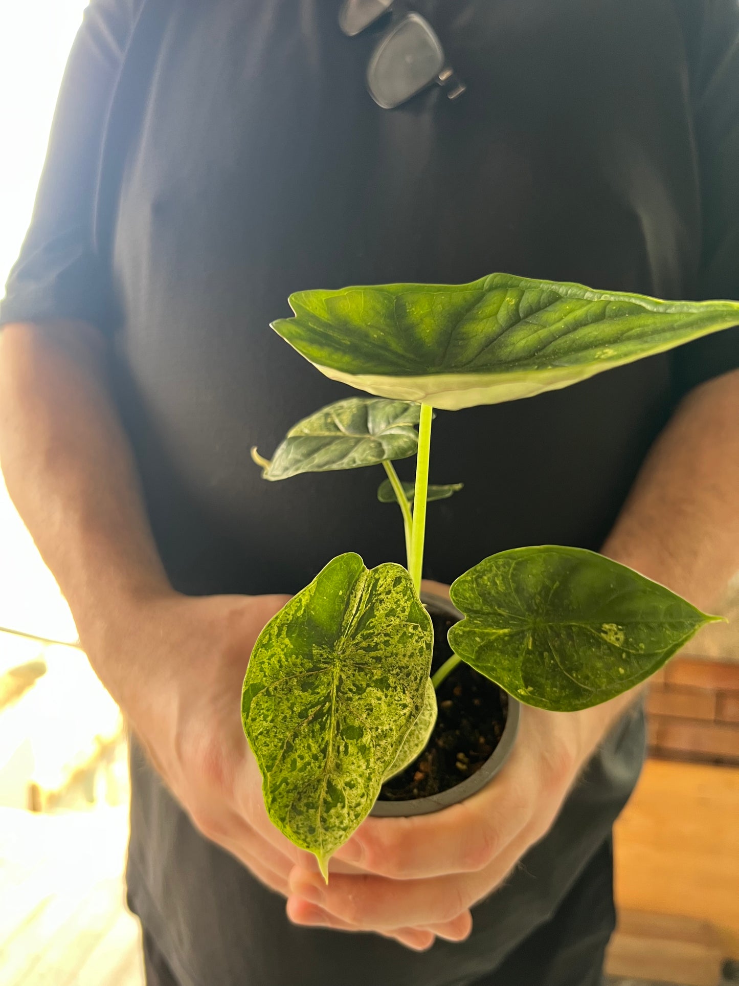 Alocasia Dragon Scale Mint