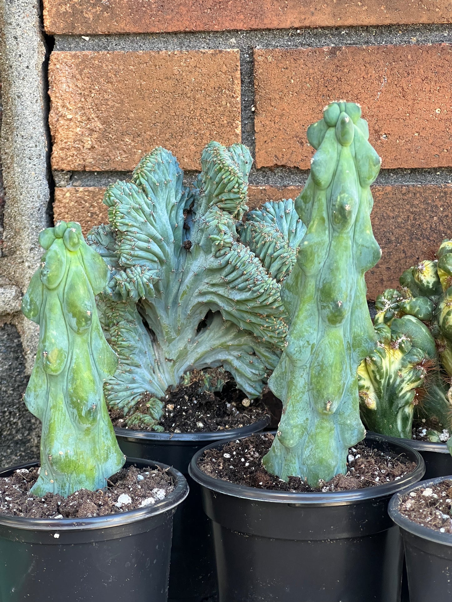 Myrtillocactus geometrizans ‘Fukurokuryuzinboku’
(Booby Cactus)