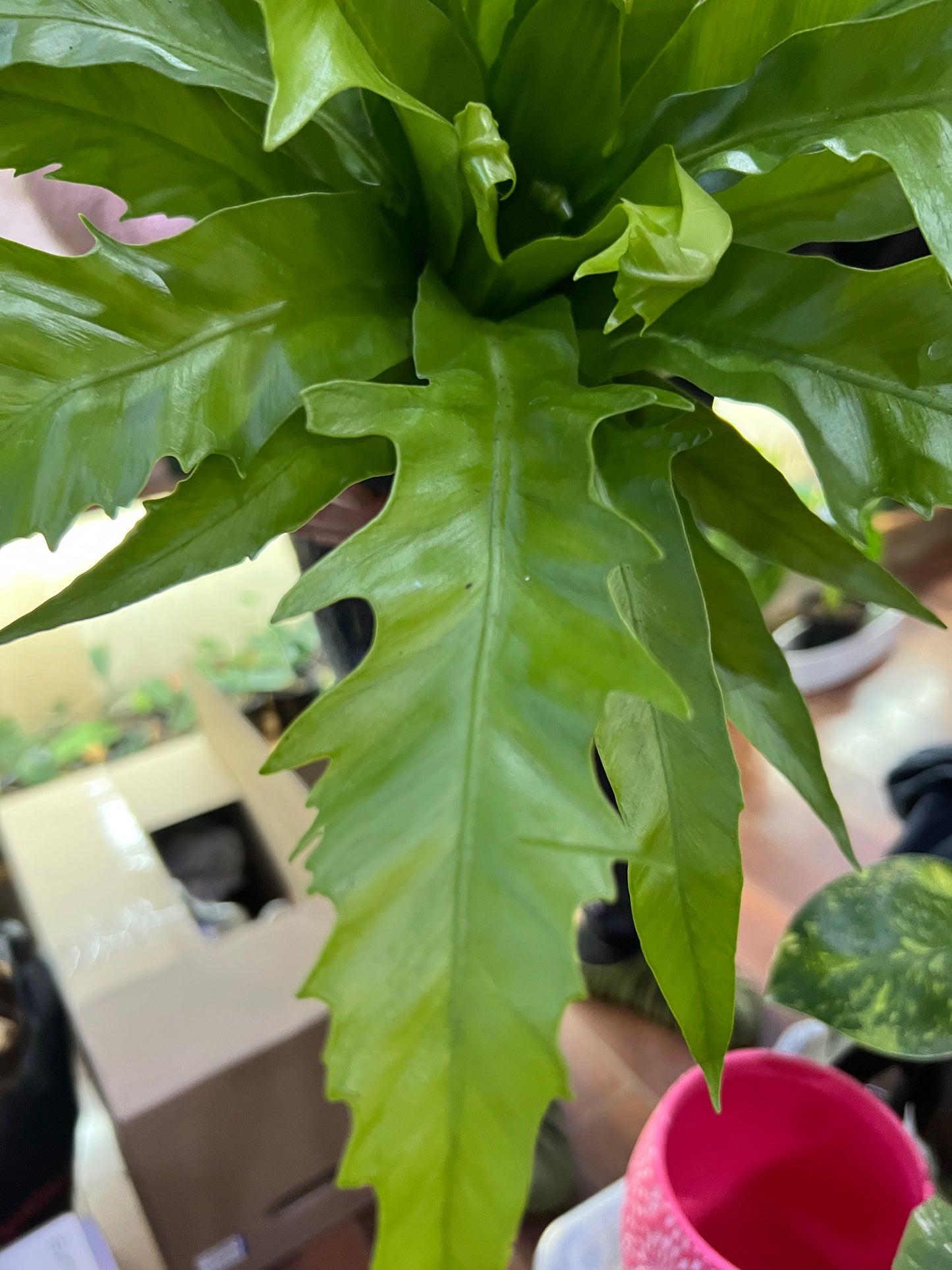 Asplenium Nidus Campio Bird's Nest Fern