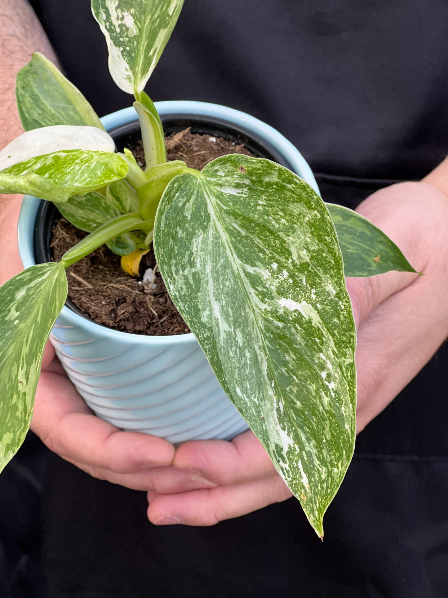 Philodendron Jose Buono