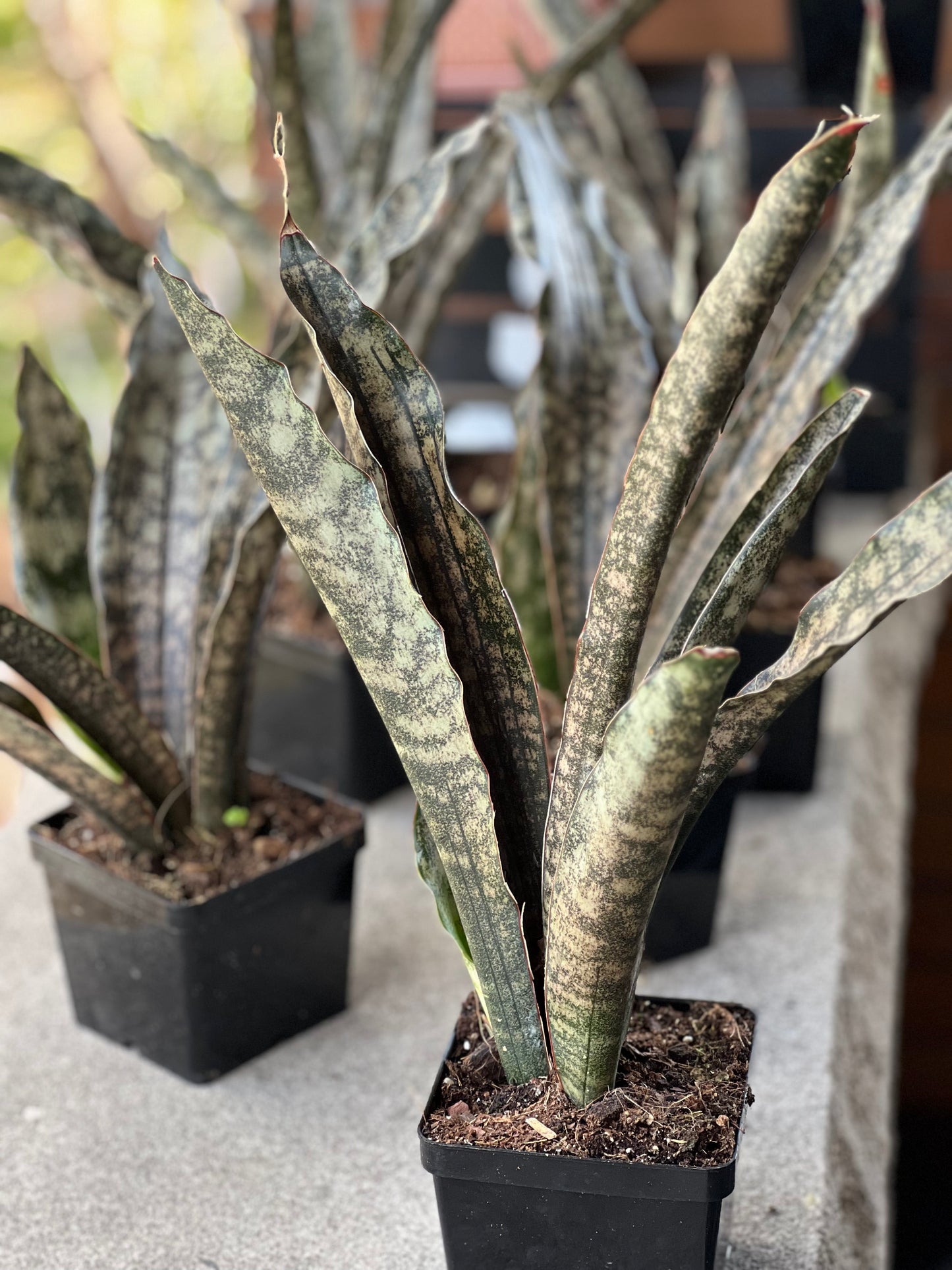 Sansevieria Coppertone (Kirkii)