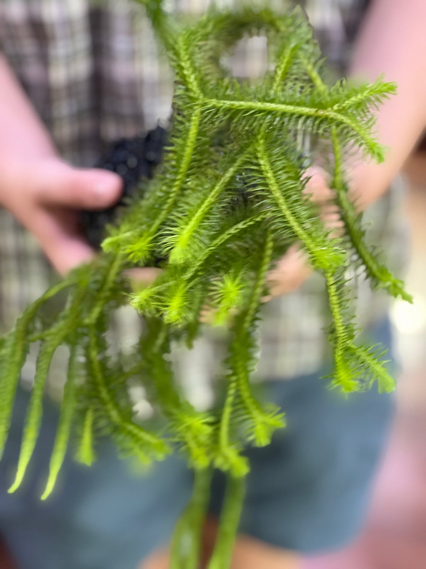 Huperzia Squarosa Thai