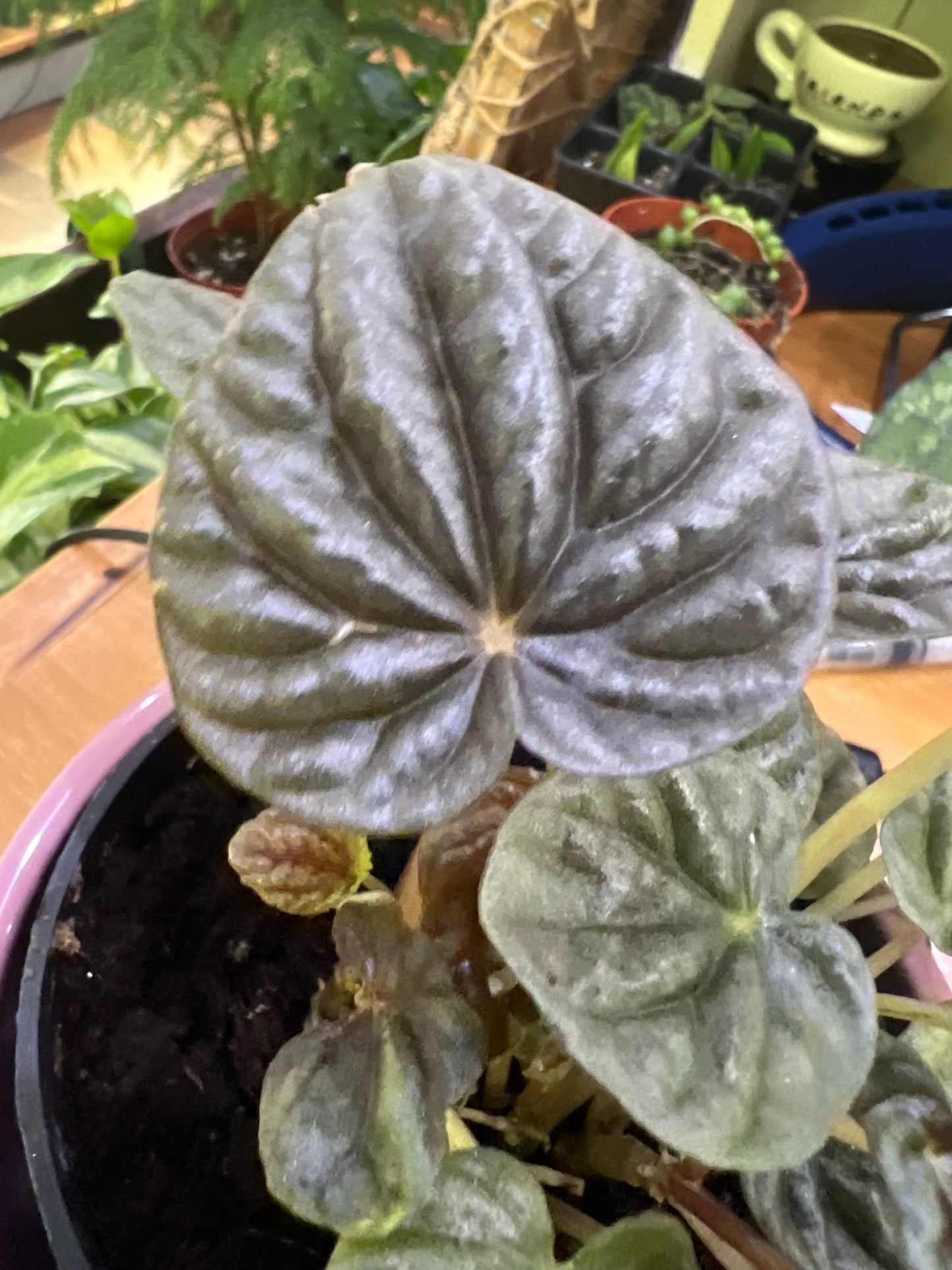 Peperomia Caperata Ripple