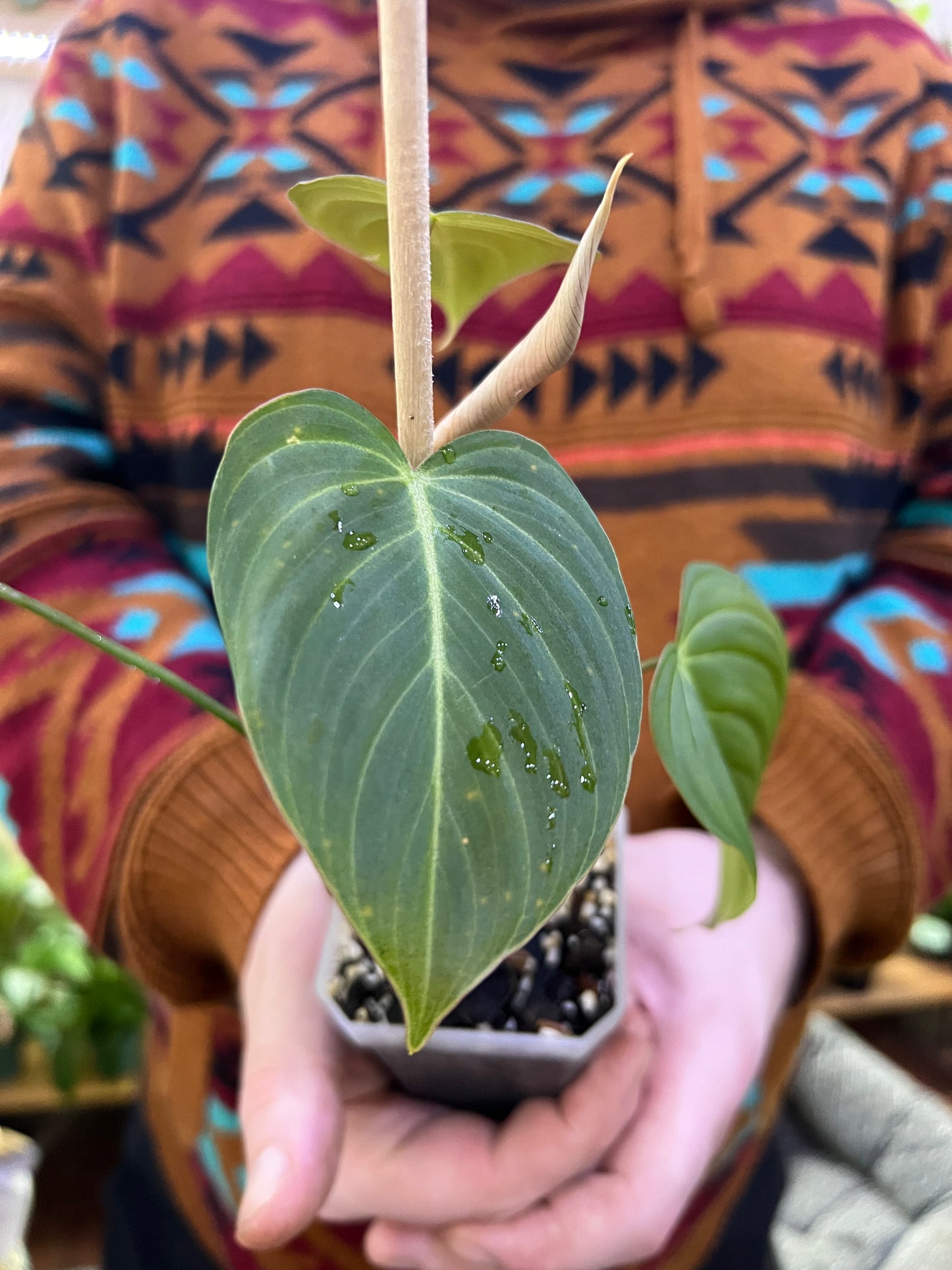 Philodendron Glorious