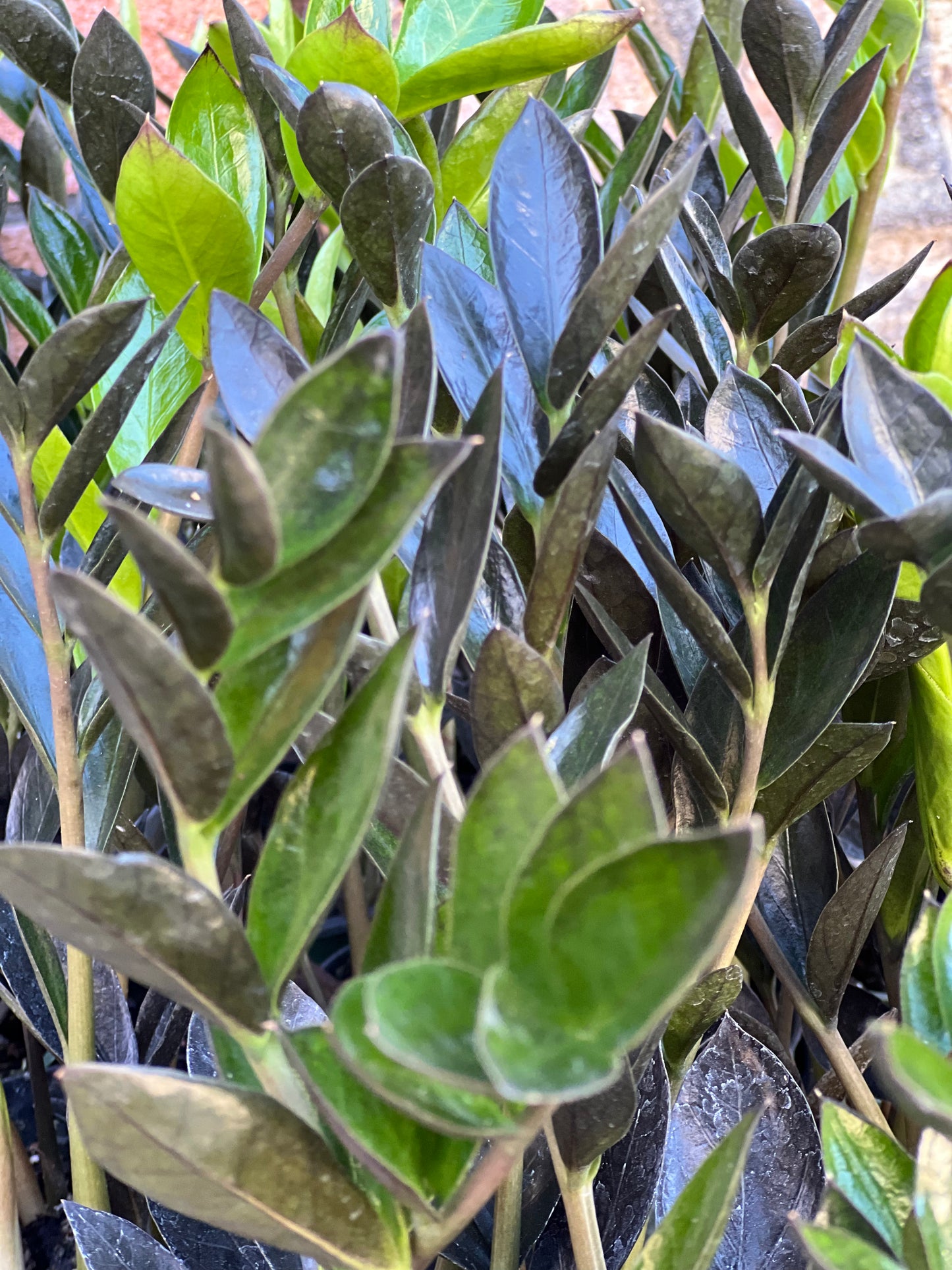 ZZ Zamicro Black (Black Micro ZZ Plant)