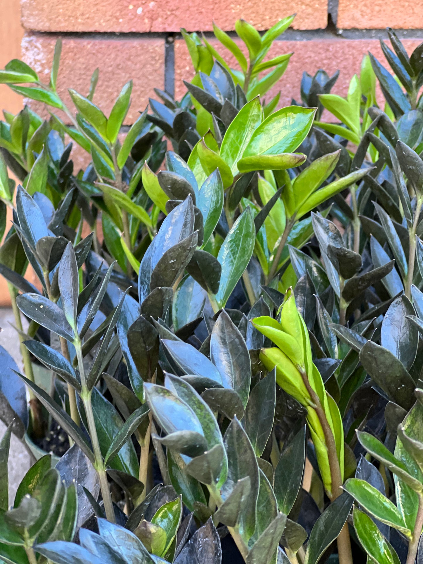 ZZ Zamicro Black (Black Micro ZZ Plant)