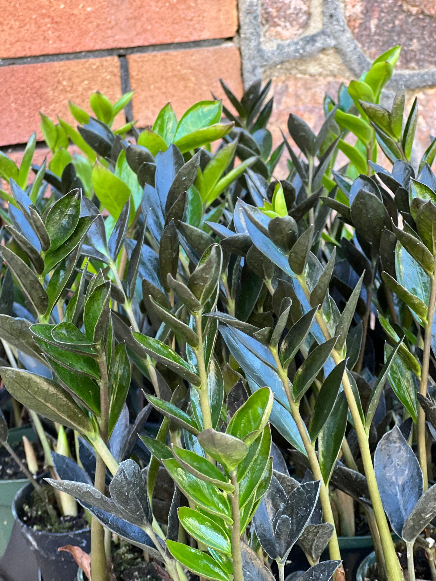 ZZ Zamicro Black (Black Micro ZZ Plant)