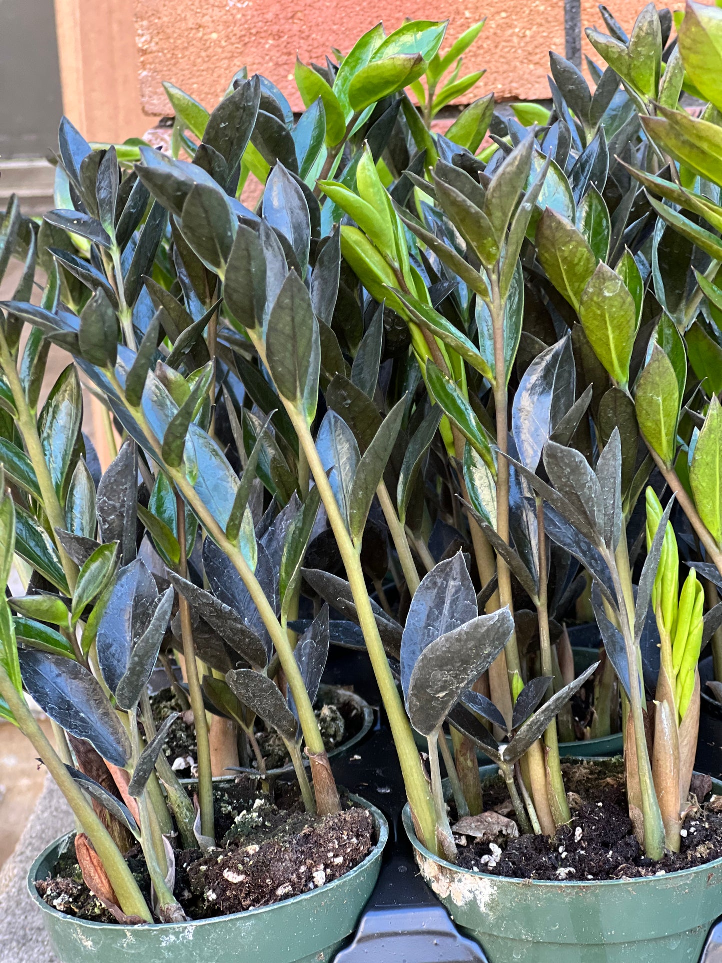 ZZ Zamicro Black (Black Micro ZZ Plant)