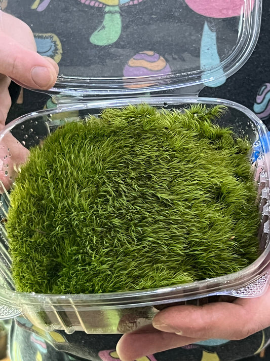 Mood Moss