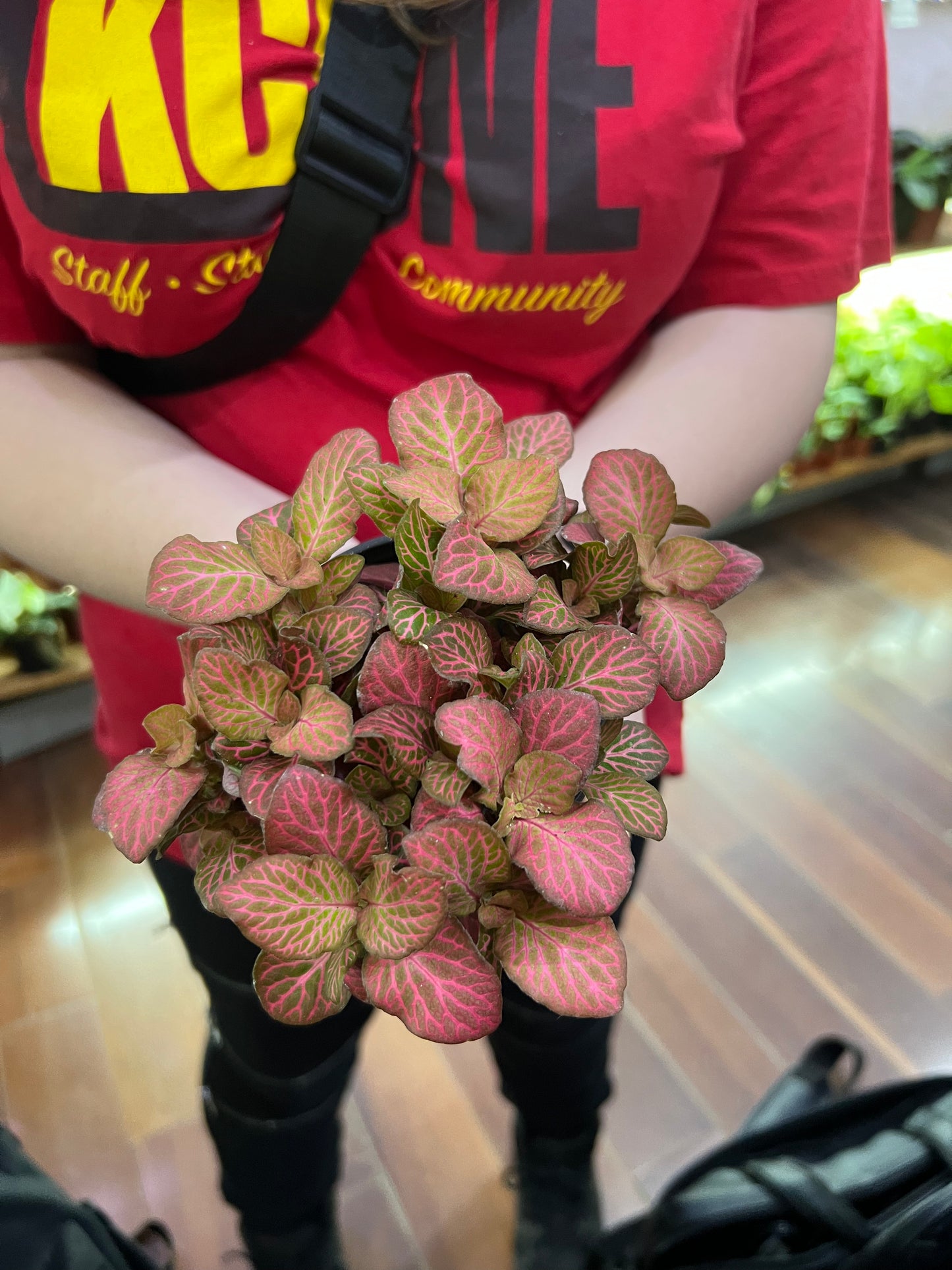 Fitonia assorted
