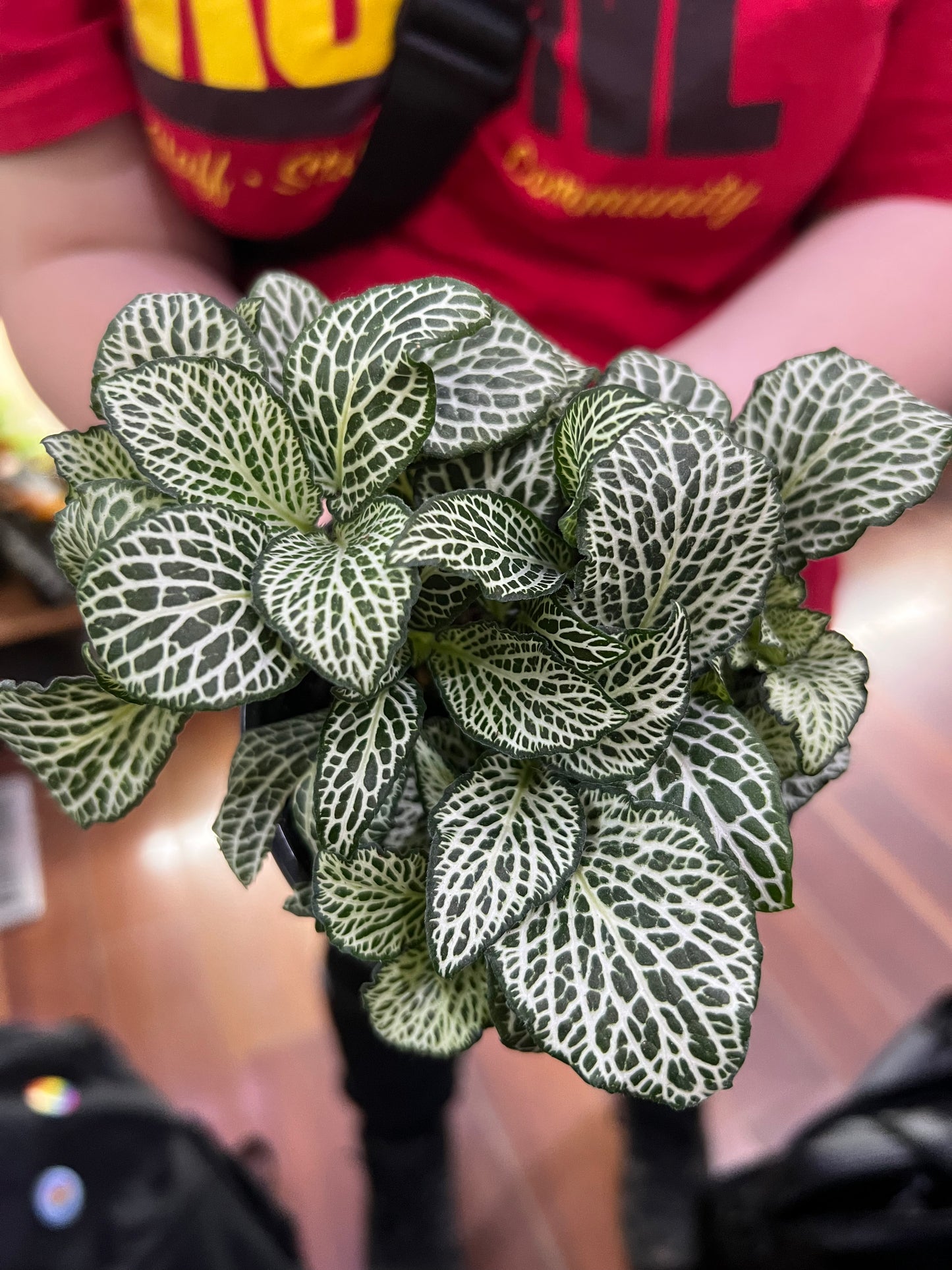 Fitonia assorted
