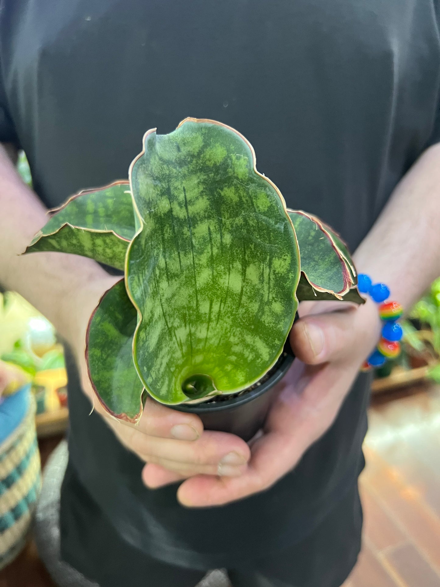Sansevieria Dragon wings