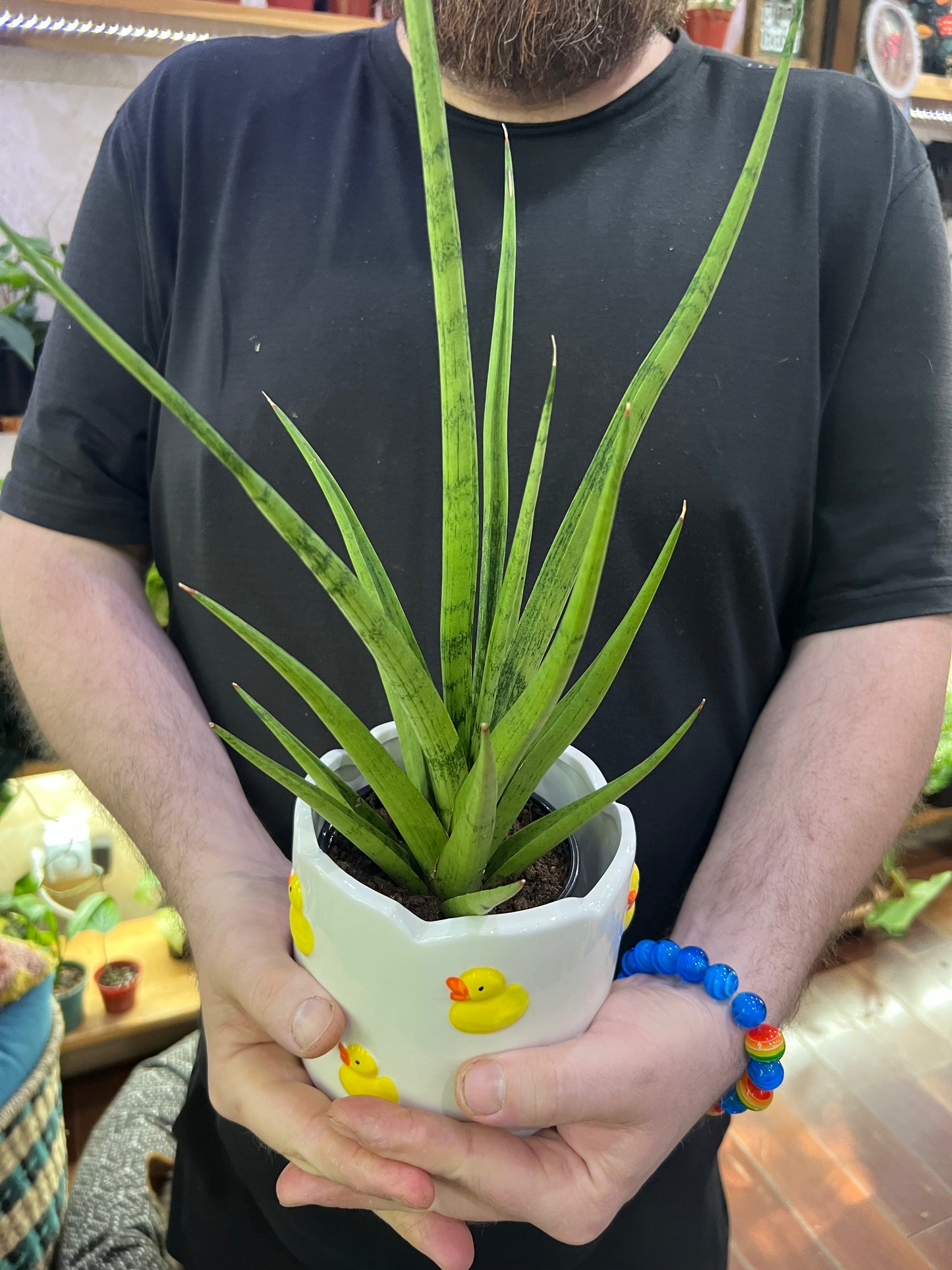 Sansevieria Tom Gracilis