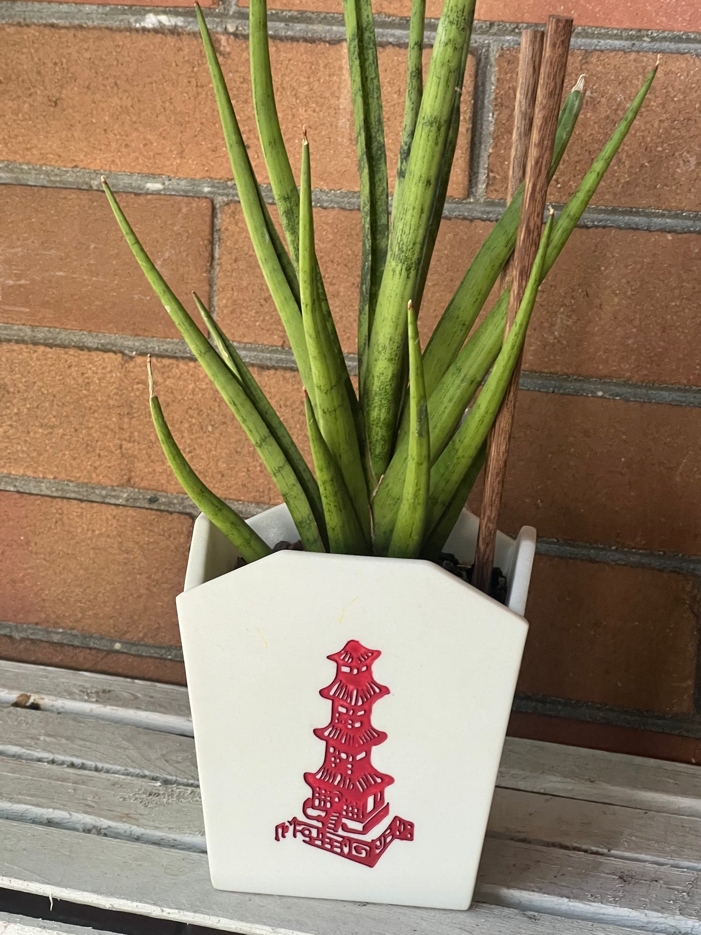 Sansevieria Tom Gracilis in resin Chinese Food Takeout container 🥡
