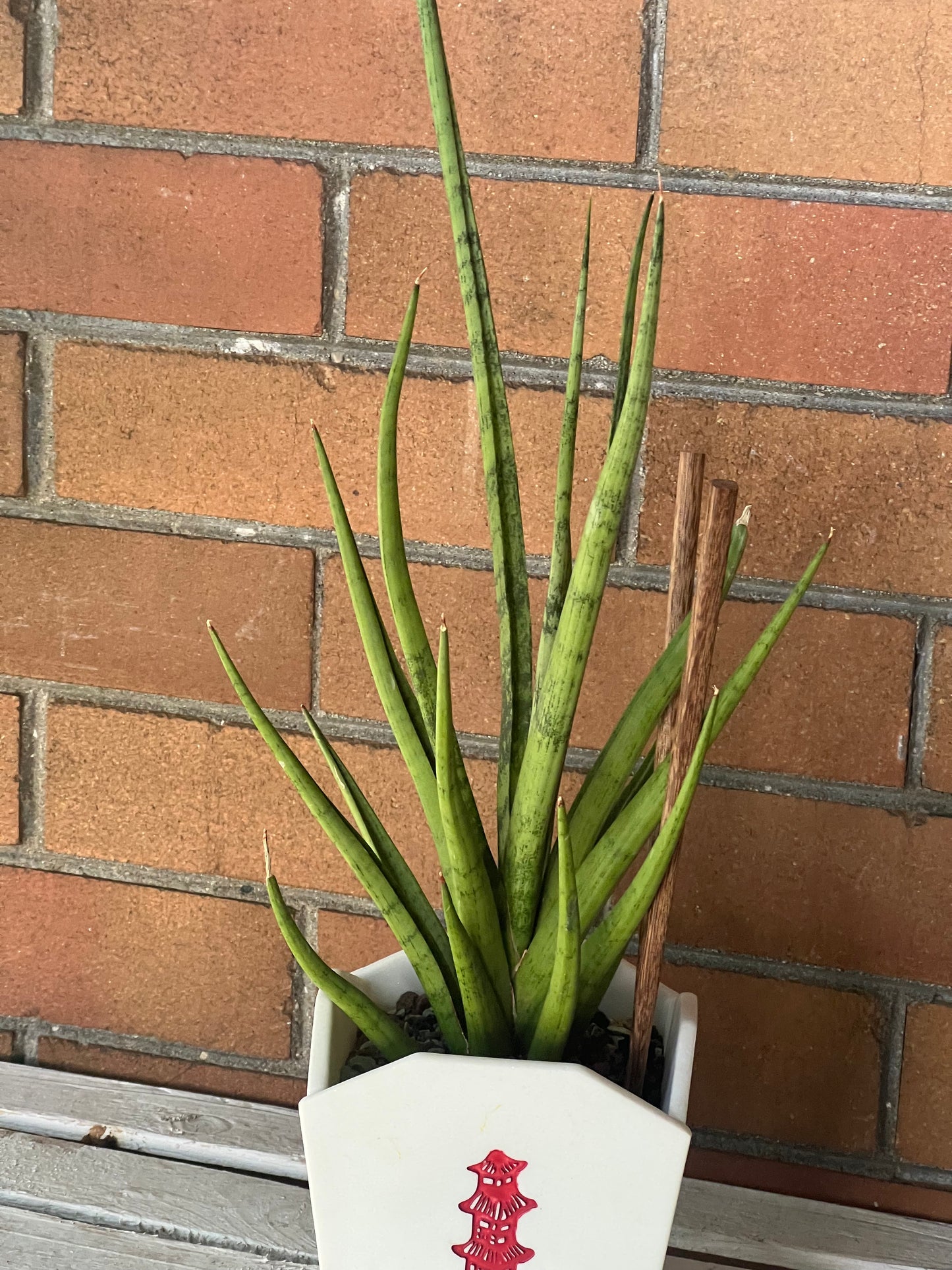 Sansevieria Tom Gracilis in resin Chinese Food Takeout container 🥡