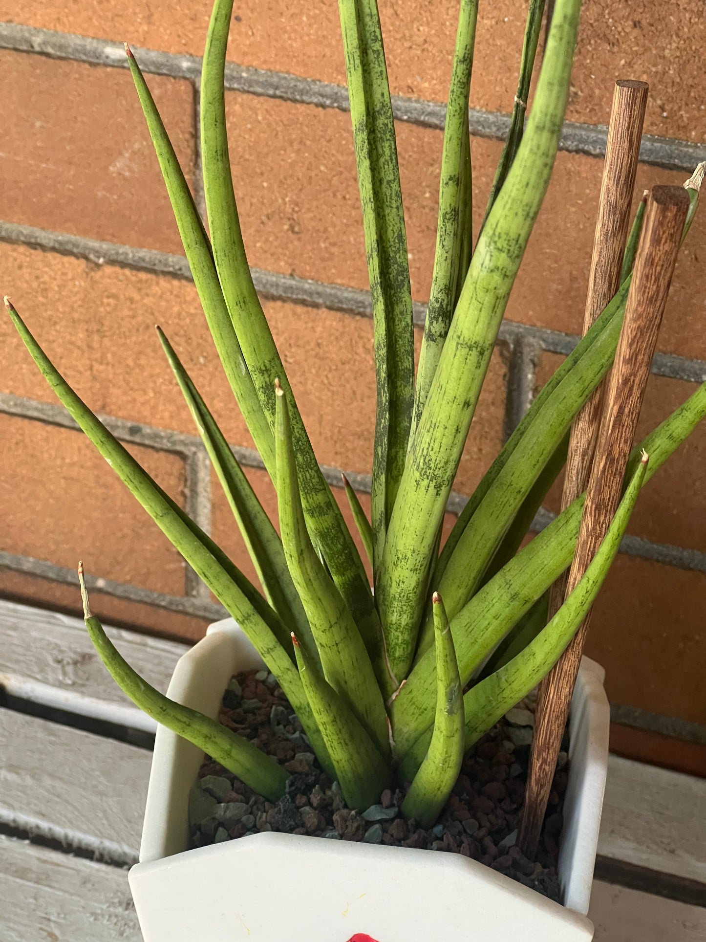Sansevieria Tom Gracilis in resin Chinese Food Takeout container 🥡