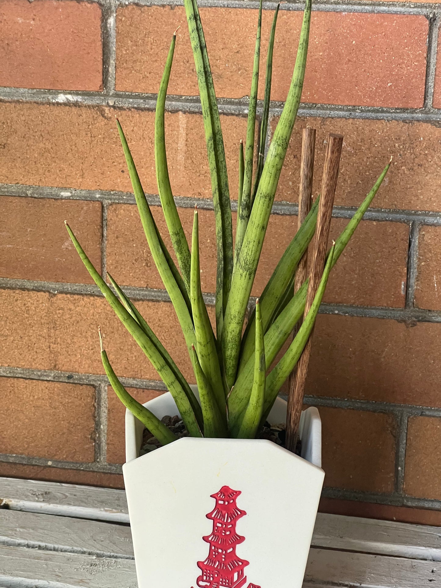 Sansevieria Tom Gracilis in resin Chinese Food Takeout container 🥡