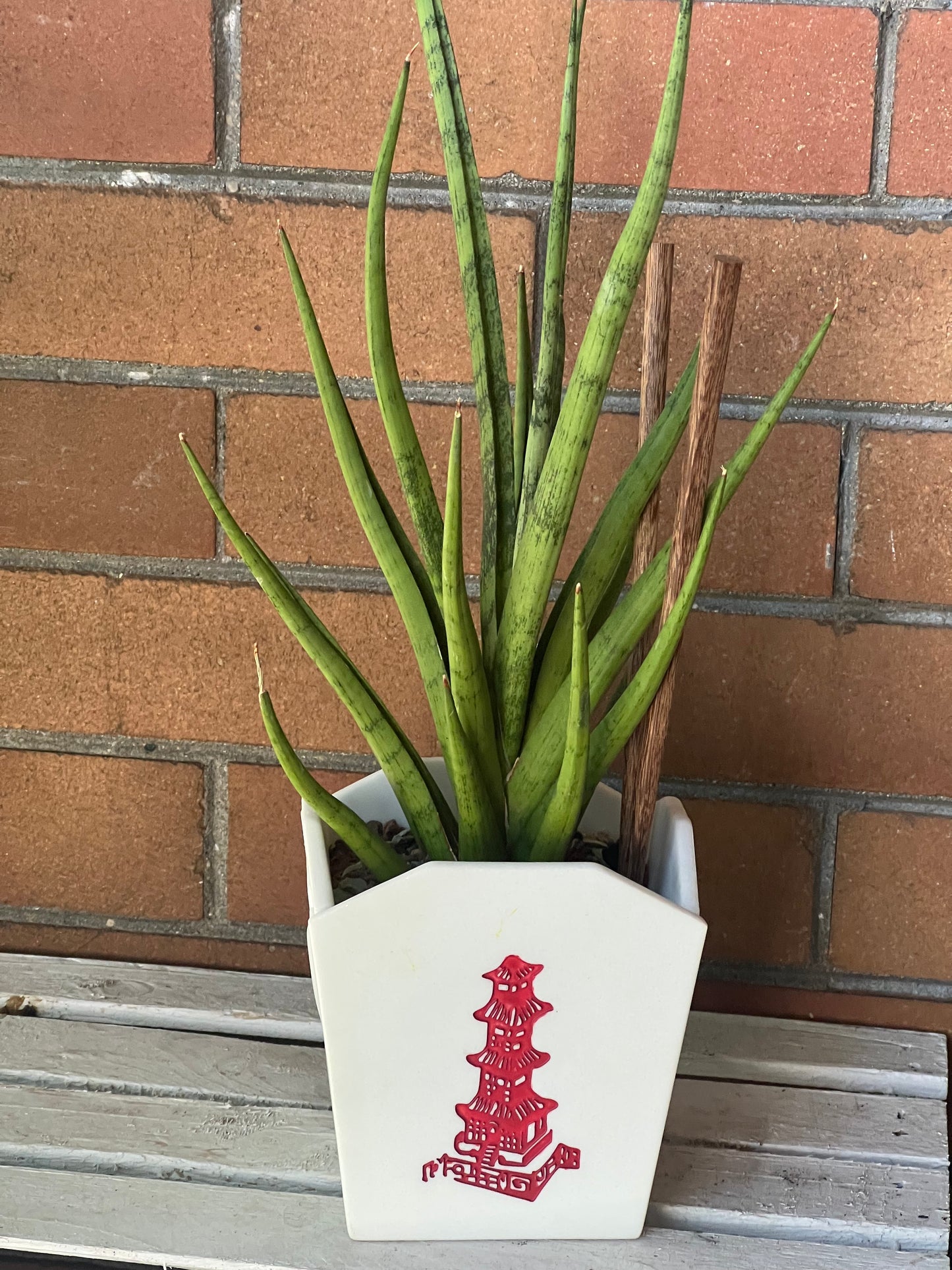 Sansevieria Tom Gracilis in resin Chinese Food Takeout container 🥡