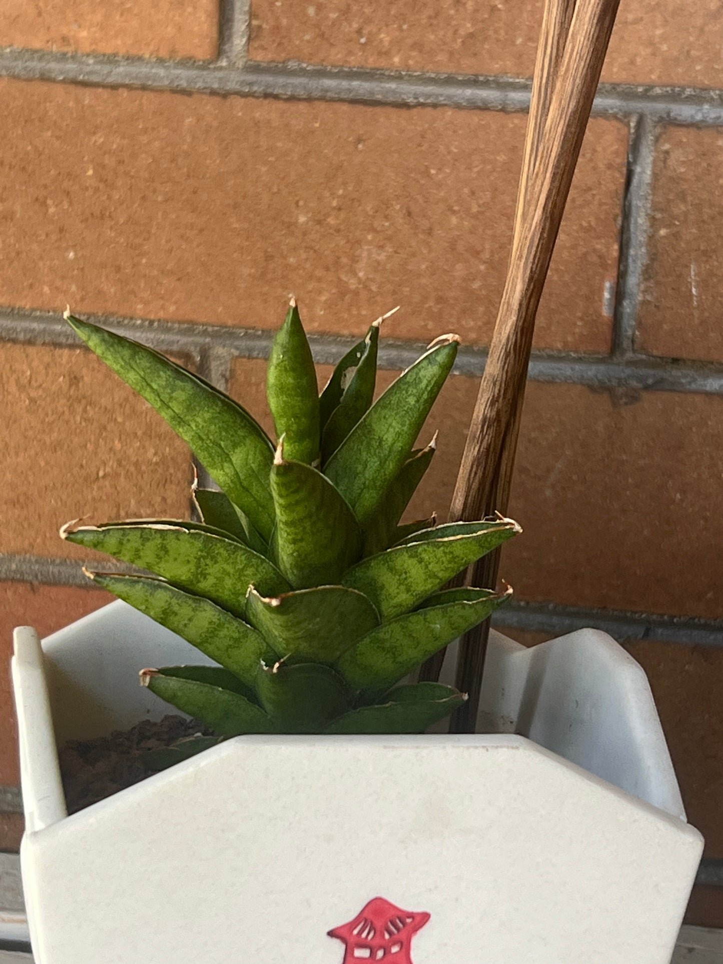 Sansevieria Samurai in Chinese Food Takeout container 🥡