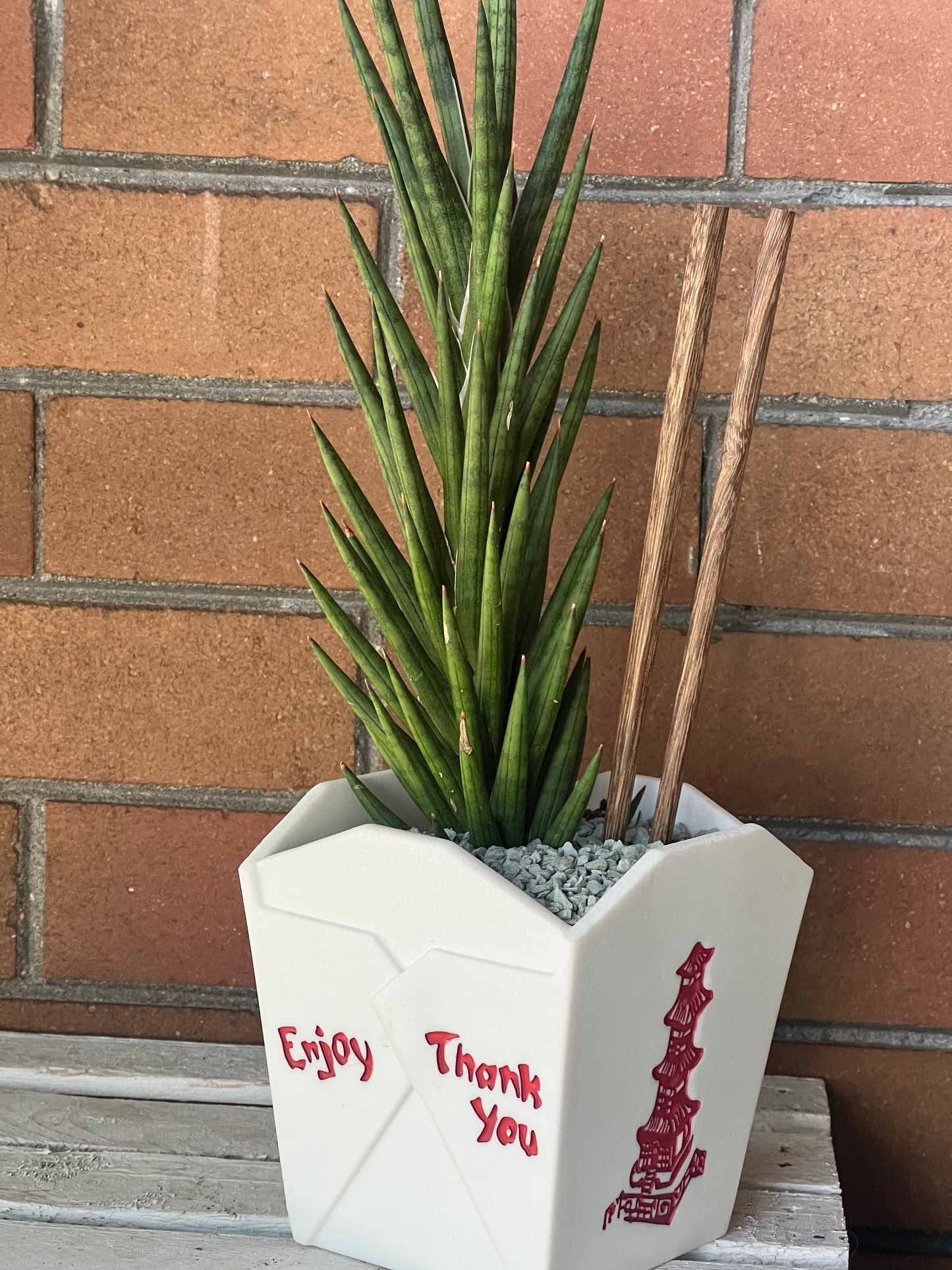 Sansevieria Francisii Spiky in resin Chinese Food takeout container 🥡