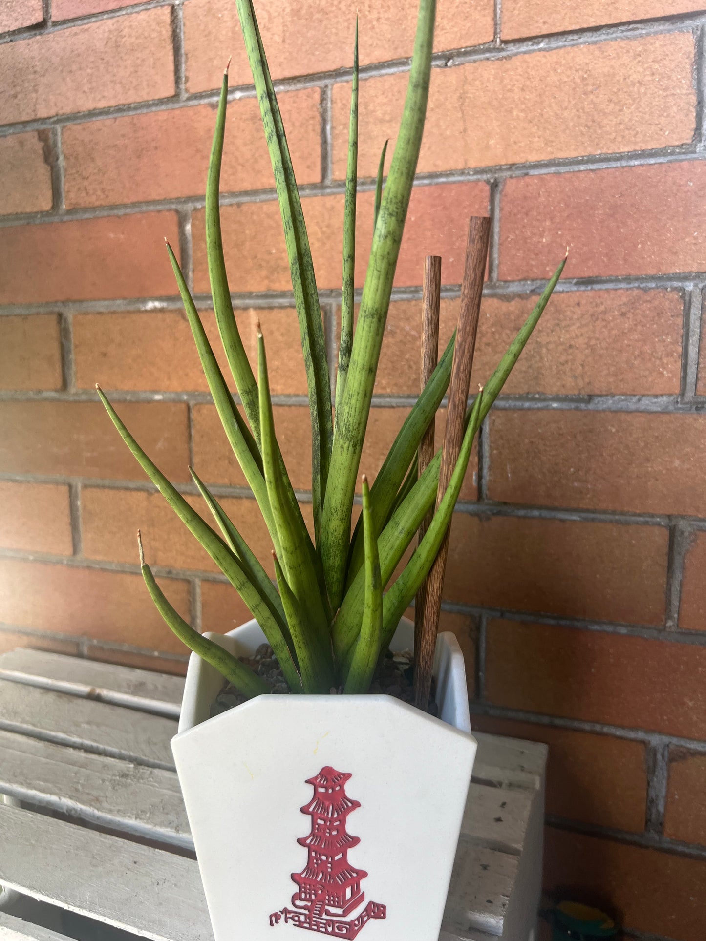 Sansevieria Tom Gracilis in resin Chinese Food Takeout container 🥡